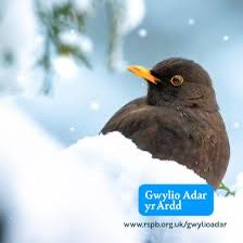 RealShanCothi's tweet photo. Wrth fy modd yn croesawu’r deryn Daniel Jenks Jones i sgwrsio am dderyn y mis ag wrth gwrs i’ch atgoffa am benwthnos MAWR @RSPBCymru arolwg Gwylio Adar y penwthnos yma! Awr fach i wneud gwahaniaeth! Ewch amdani! Diolch am addysgu ni am y golomen heddi ar Bore Cothi @BBCRadioCymru https://t.co/sAfionlCjp