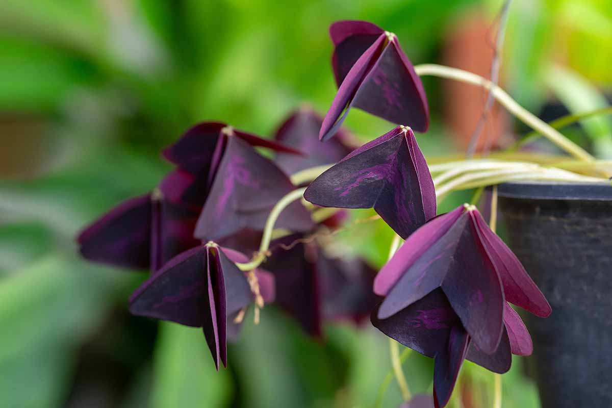 Gardeners_Path_'s tweet image. How to Grow and Care for Shamrock Indoors - Shamrock plants have clover-like green or purple foliage and delicate white or pink blossoms. Learn how to grow Oxalis plants indoors now on Gardener's Path. #shamrock #houseplants #indoorgardening gardenerspath.com/plants/housepl…