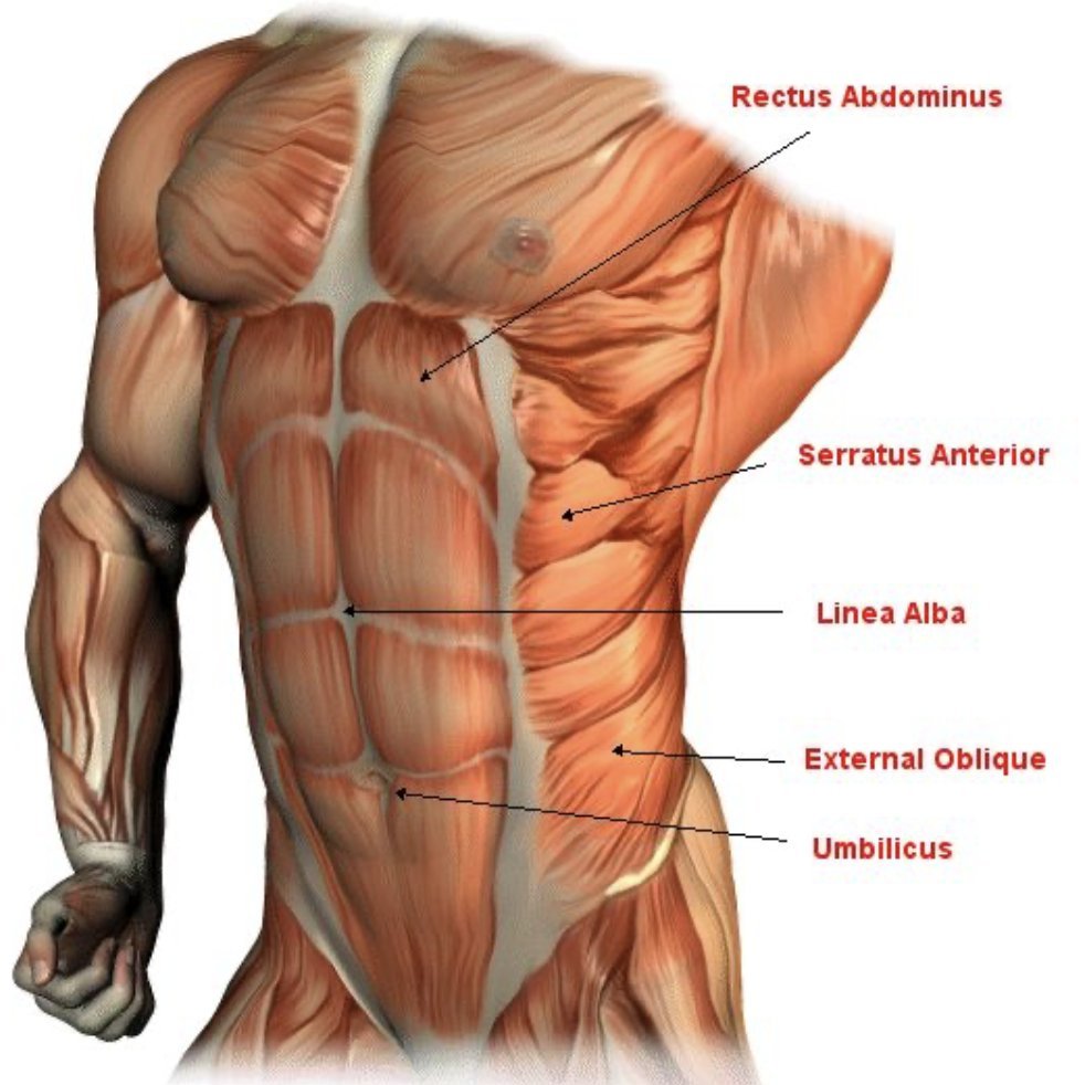 Abs aren’t made in the kitchen

Just like your biceps, they’re a muscle that needs to be trained

Below are the 4 exercises you can do to get a sculpted mid-section and 6-pack abs: