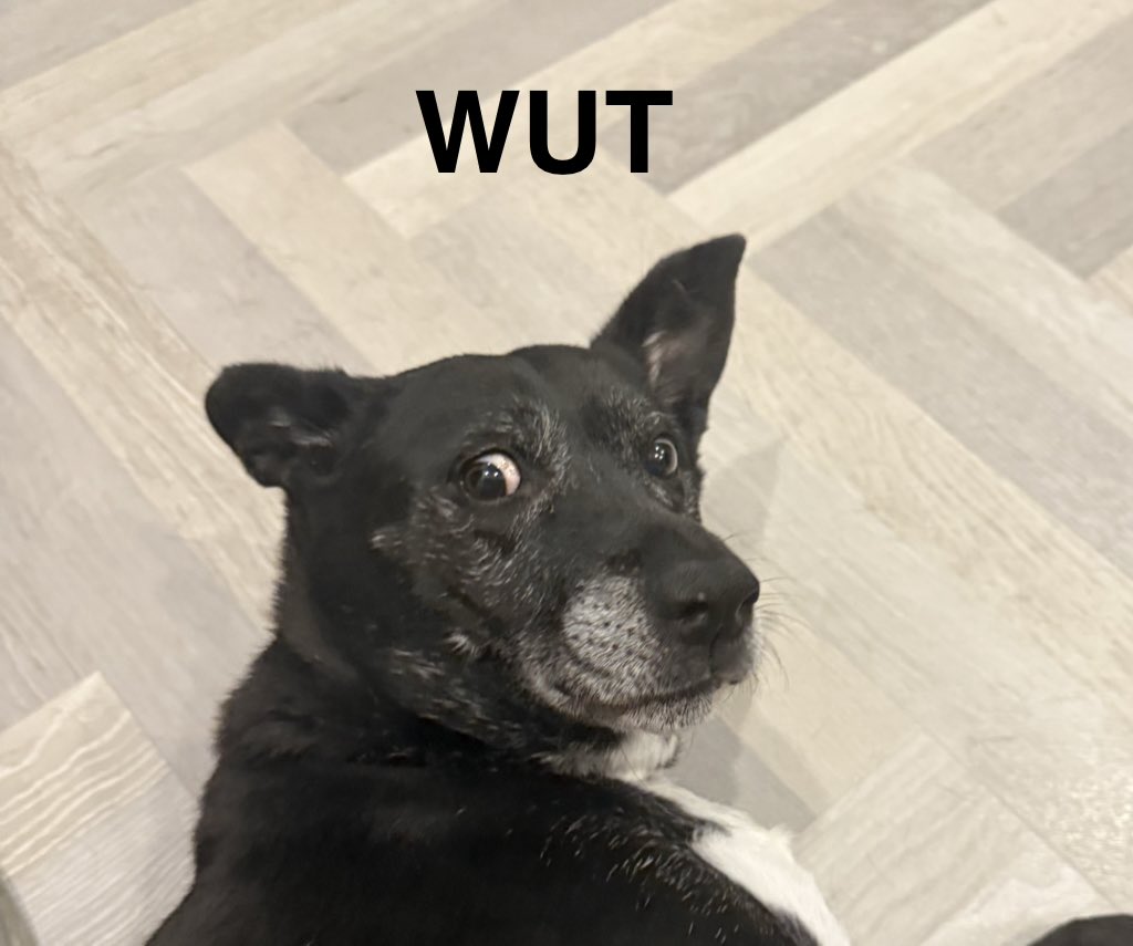 Sebs Fella Bonkus Maximus 🇺🇦 🇩🇪 (@sebs_federente) on Twitter photo 