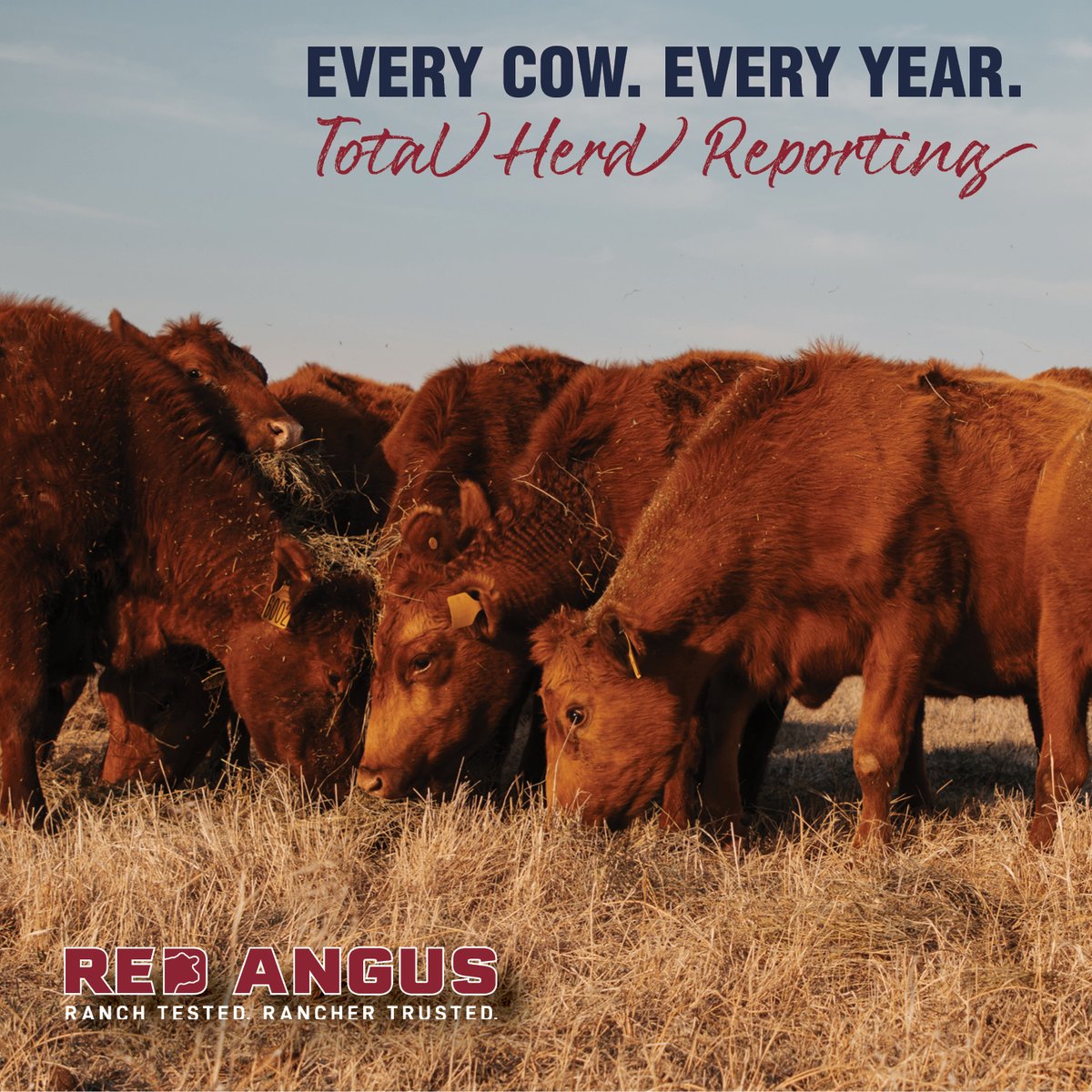 Red Angus America tweet media