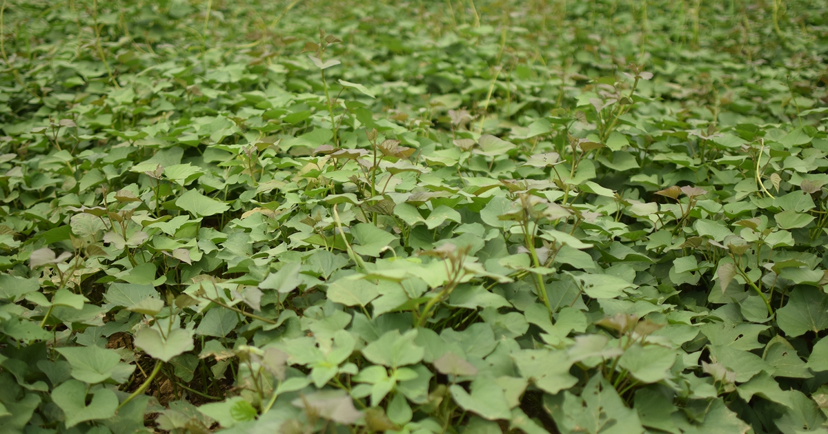 OrgGrowerSummit's tweet image. Shawn Peebles’ organic journey: Lessons from a third-generation Arkansas farmer
From debt to demand, this farmer’s story shows how organic farming can open new doors in the Delta.
