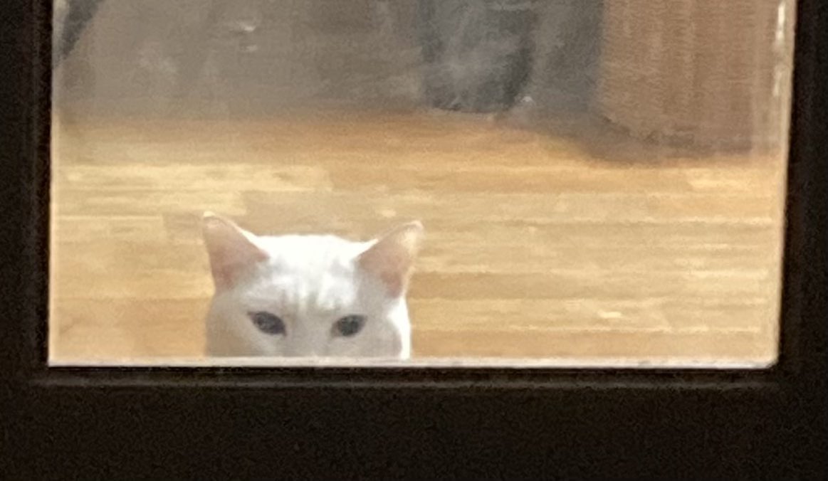 RT @maruchan9681: ＃我が家の白猫ちゃん 覗いてる にゃんてきゃわい