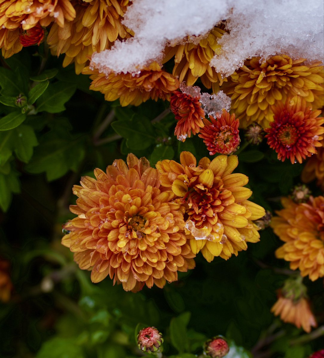 Marilyn Meyer tweet media