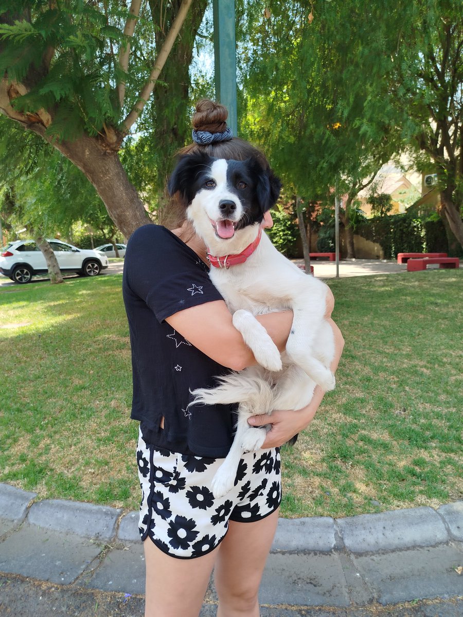 YA LA FUIMOS A BUSCAR!! ella es lissie,La perrita que devuelven después de 7 meses. 
busca una familia que la quiera y se comprometa. Es muy bonita,está en un hogar temporal, pesa 9 kg, esterilizada y con vacunas.wsp +56981560185 #gabinete #URGENTE #adopcion