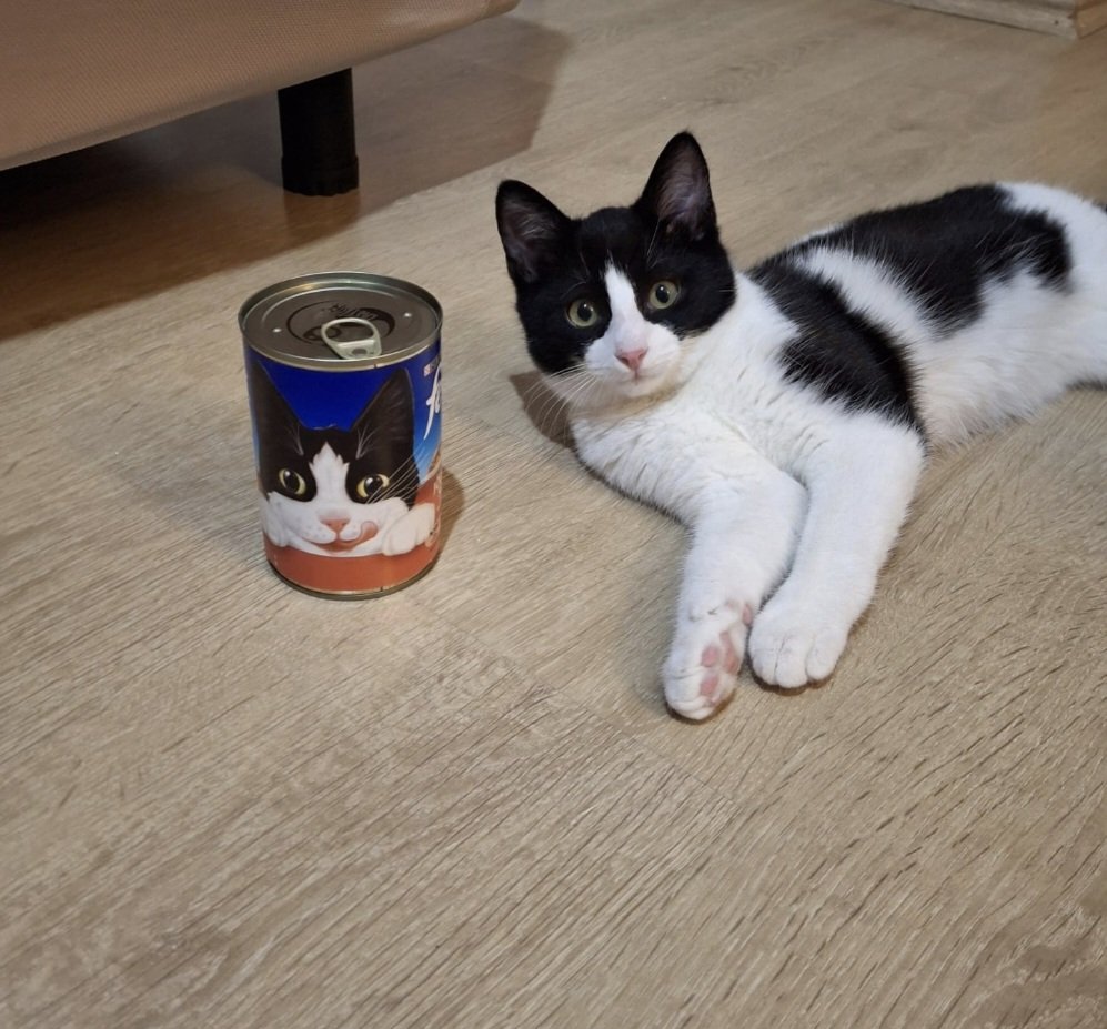 Tipimi kullanarak mama üretilmiş ama hala yuva bulamadım. Sponsor ve yuva için bol yorum,Rt ve DM lütfen 
4 Aylık Erkek #İstanbul #Felix #mama  #yavru #kedimaması #yuva #İstanbulyuva #kedisahiplendirme