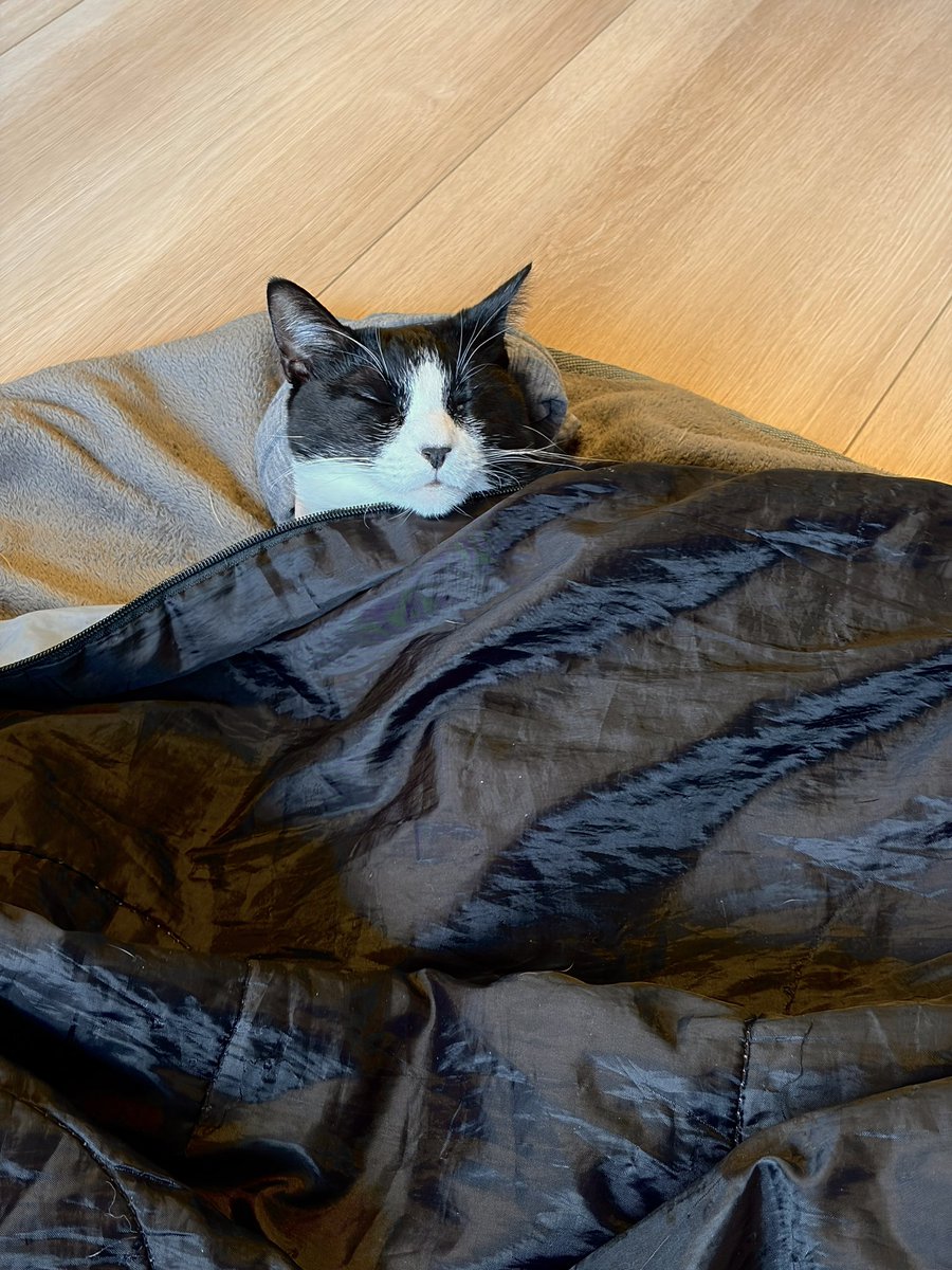 私の畳んだ肌着を枕にして寝てる。
こやつ前世は人間なのでは。。