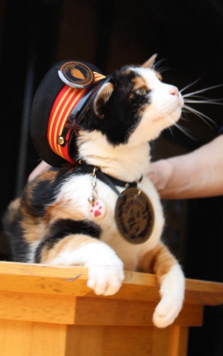 たま駅長 駅長たま (@ekichoTAMA) / Posts / X