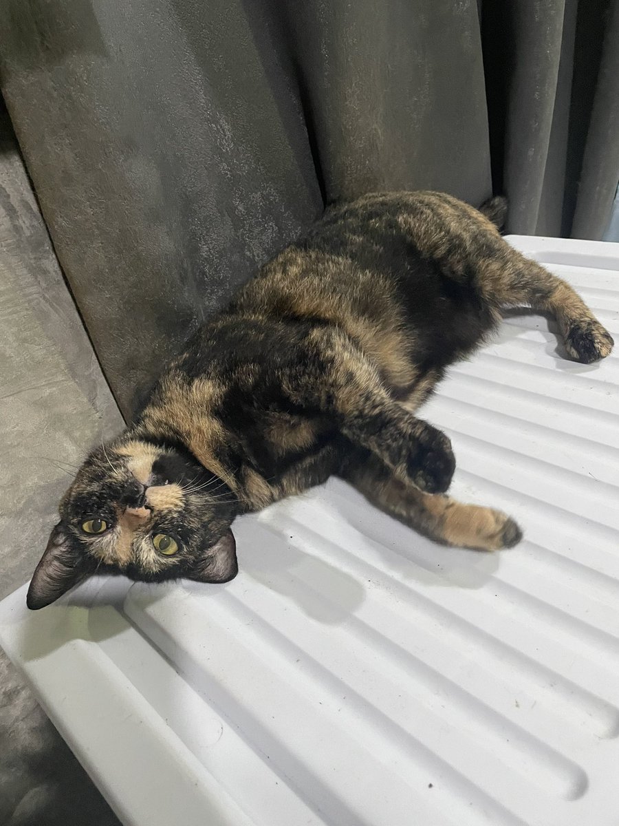 ploysppp's tweet image. รีวิวแมวเปรอะที่เก็บมาเหมือนกัน ขนนุ่ม ขี้อ้อน ซน แต่พูดรู้เรื่อง ฉลาดเหมือนหมา นิสัยเปรตตามประสาบ้าง แต่หันไปเจอทีไรก็ได้ยิ้ม เพราะหน้าตลก เหมือนลิง 5555