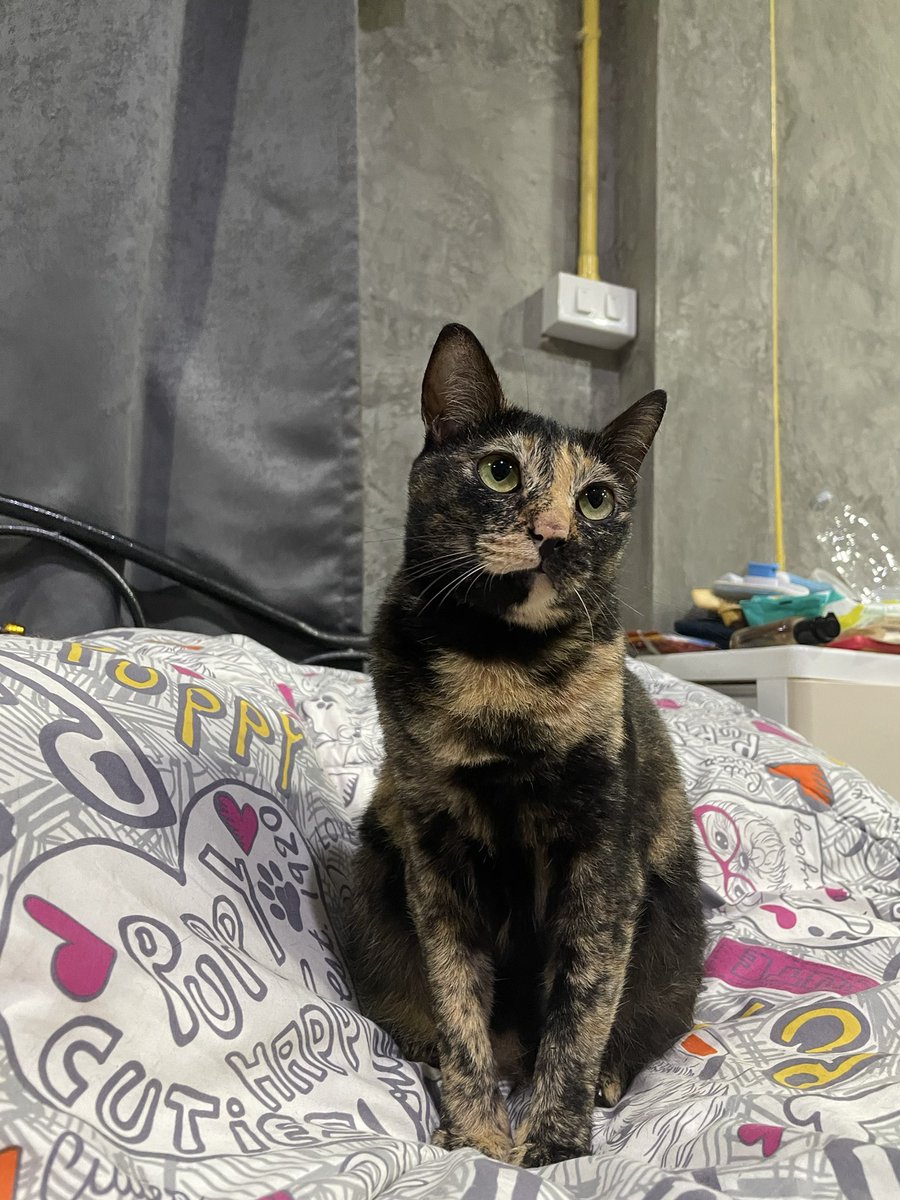 ploysppp's tweet image. รีวิวแมวเปรอะที่เก็บมาเหมือนกัน ขนนุ่ม ขี้อ้อน ซน แต่พูดรู้เรื่อง ฉลาดเหมือนหมา นิสัยเปรตตามประสาบ้าง แต่หันไปเจอทีไรก็ได้ยิ้ม เพราะหน้าตลก เหมือนลิง 5555