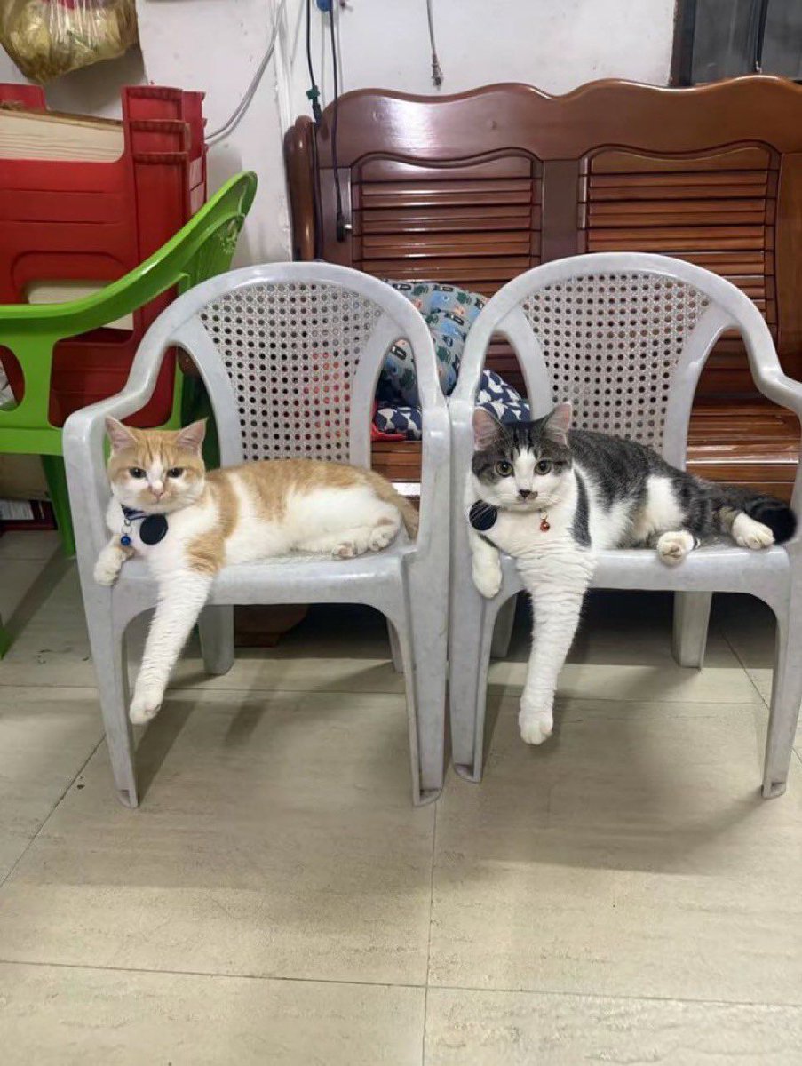 TheCatsX's tweet image. synchronized twins