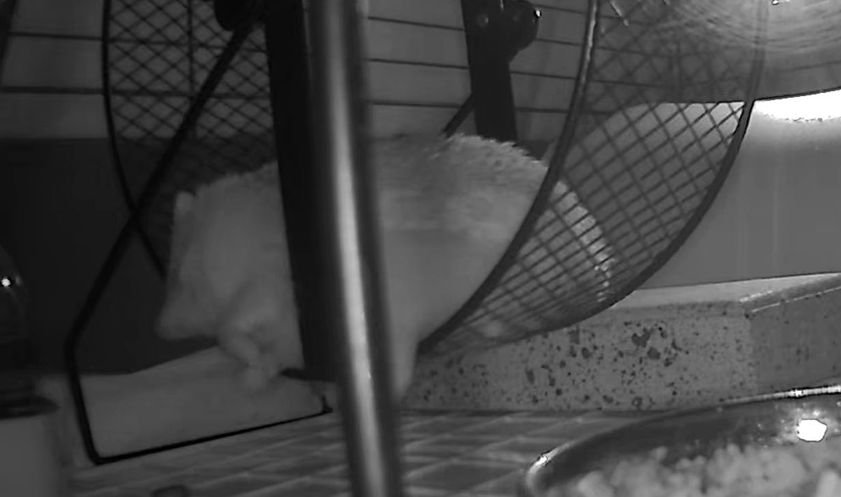 飼い主目が覚めた👀
やっぱりだらけてる🤭

もうすぐ雪が降ってくるって❄️