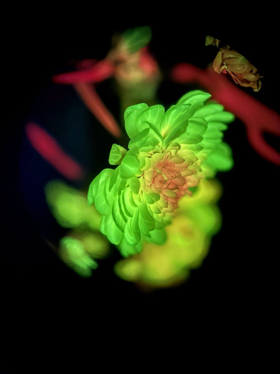 Nick Desnoyer tweet media