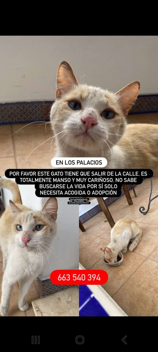 #ESPAÑA #Sevilla Un buen hogar para este gatito, más info al contacto de la foto