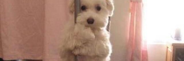 twperritos's tweet image. 