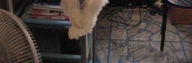 twperritos's tweet image. 