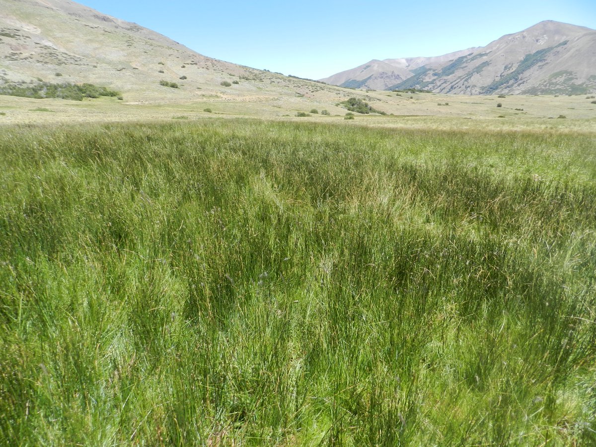 IntaSur's tweet image. Radar ganadero de la #Patagonia: los datos de diciembre
Esta entrega incorpora mapas actualizados sobre vegetación y precipitaciones en toda la región 👉🏽 bit.ly/4jOt9fd

@IntaPatnor @intaargentina