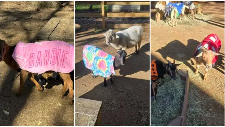 GAFollowers's tweet photo. Zoo Atlanta is keeping its goats warm this winter with custom made coats, letting them stay active and enjoy the outdoors even on chilly days. 🐐🧥 https://t.co/jRVb8SranP