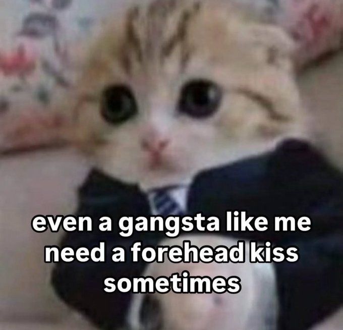 Cool Cat Society (@coolcatsociety) on Twitter photo 