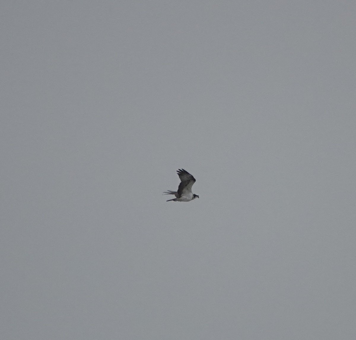 LeeWiseman2's tweet photo. One last wander bird watching in Faro, Portugal. Wintering Osprey a lovely bonus and 1st-winter Med Gull. Greenshank, Redshank and Black-winged Stilts always a delight. https://t.co/xWLkTDA7lu