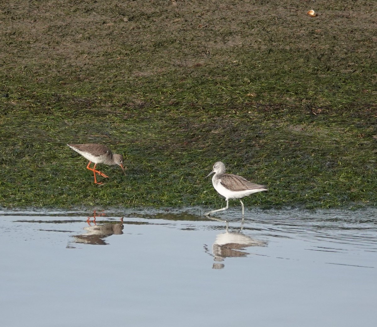 LeeWiseman2's tweet photo. One last wander bird watching in Faro, Portugal. Wintering Osprey a lovely bonus and 1st-winter Med Gull. Greenshank, Redshank and Black-winged Stilts always a delight. https://t.co/xWLkTDA7lu