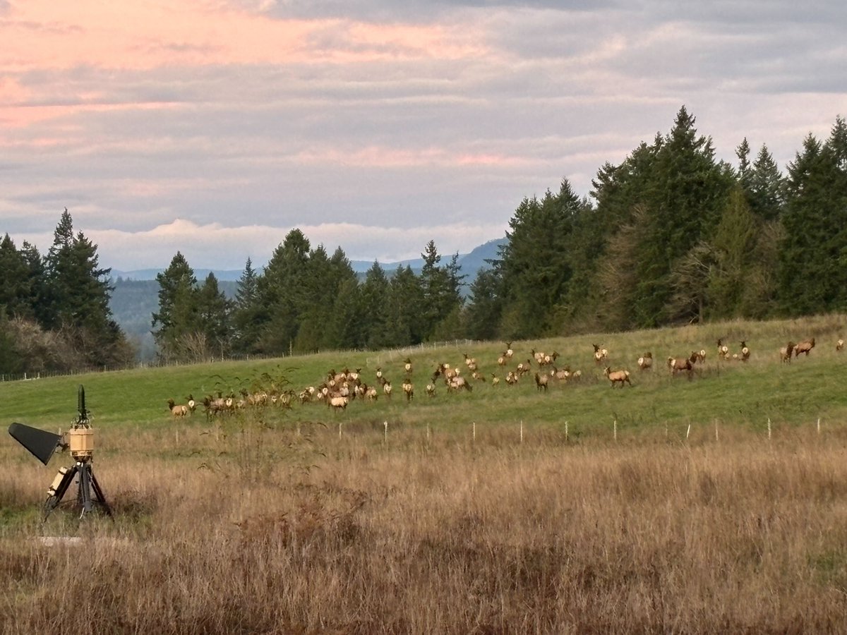 Pulsar with a gang of elk.

No active threats.
