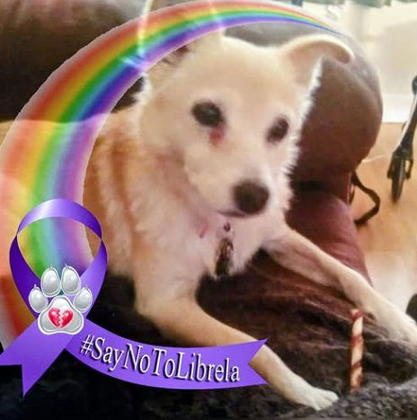 badpetmeds's tweet photo. It took over a year for Baby's mom to finally figure out what caused her death. RIP Baby. πππ’
#SayNoToLibrela #RecallLibrela https://t.co/FJB2WHJFE5