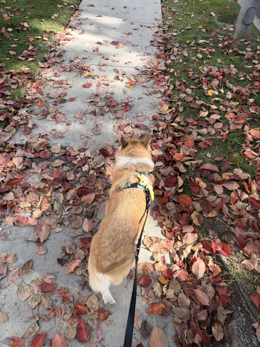 캡티니 뒷다리 파업하는 날까지 많이 걷자