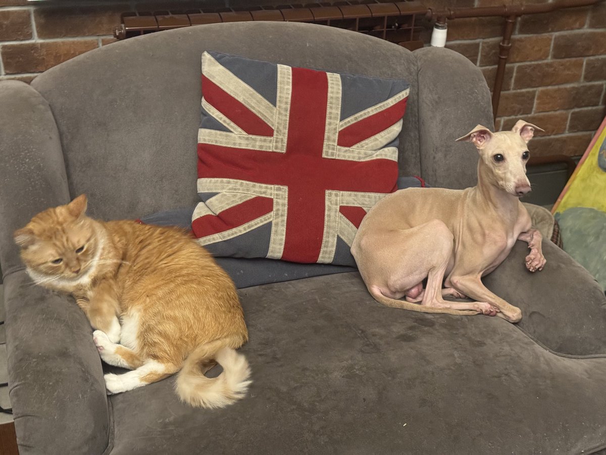 Каков трон—такие тигры