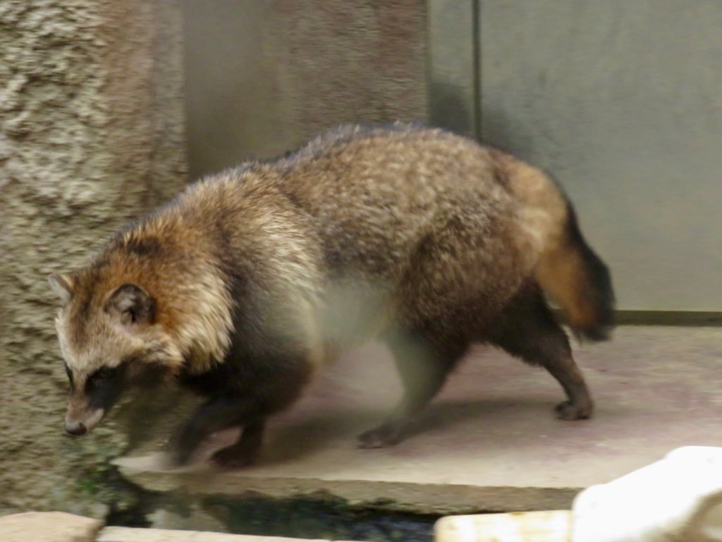 もっち狸 (@tanunomofu3) / Posts / X