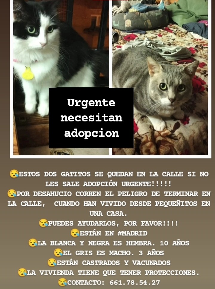 #ESPAÑA #Madrid URGE HOGAR, por favor DIFUSIÓN