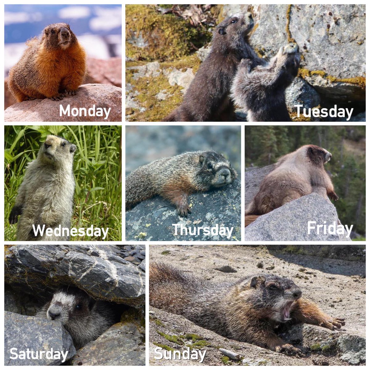 National Park Service tweet media