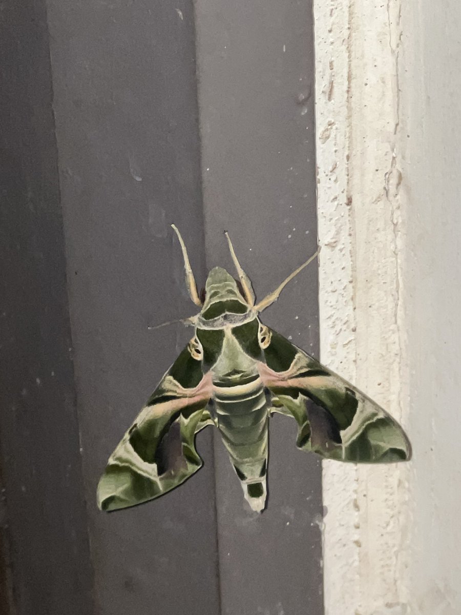 Devanshu Joshi tweet media