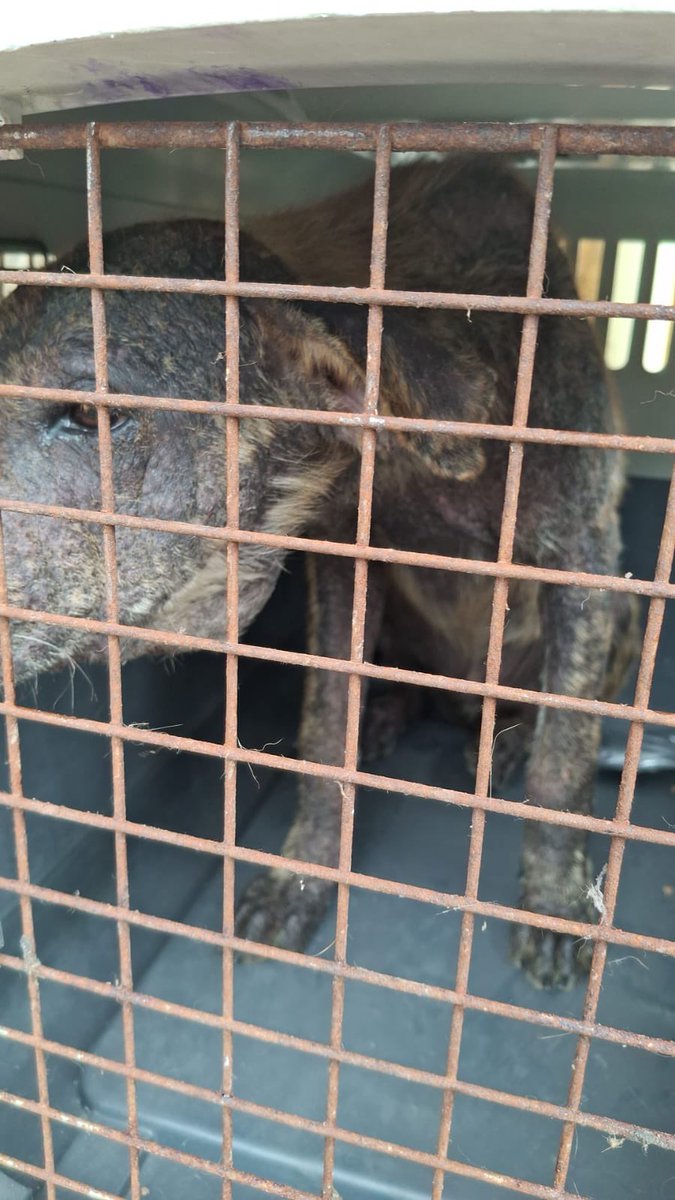 TUMACO como llame este chiquitín ya está en nuestro poder… 

Viajará de Tumaco a Pasto hoy y mañana estará camino a Cali donde lo recibiré.