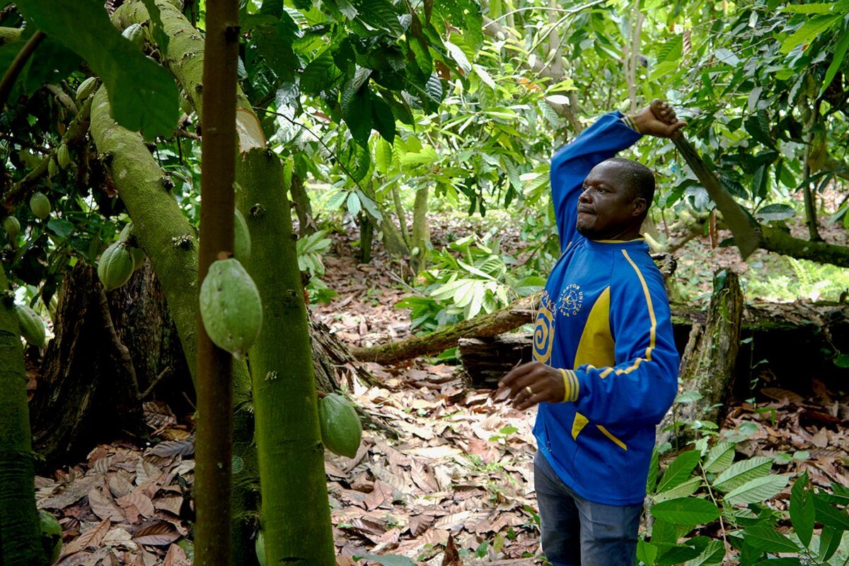 Côte d’Ivoire : l’État prêt à mobiliser 280 milliards FCFA pour sauver la filière cacao trustmag.net/article/mclxiF…