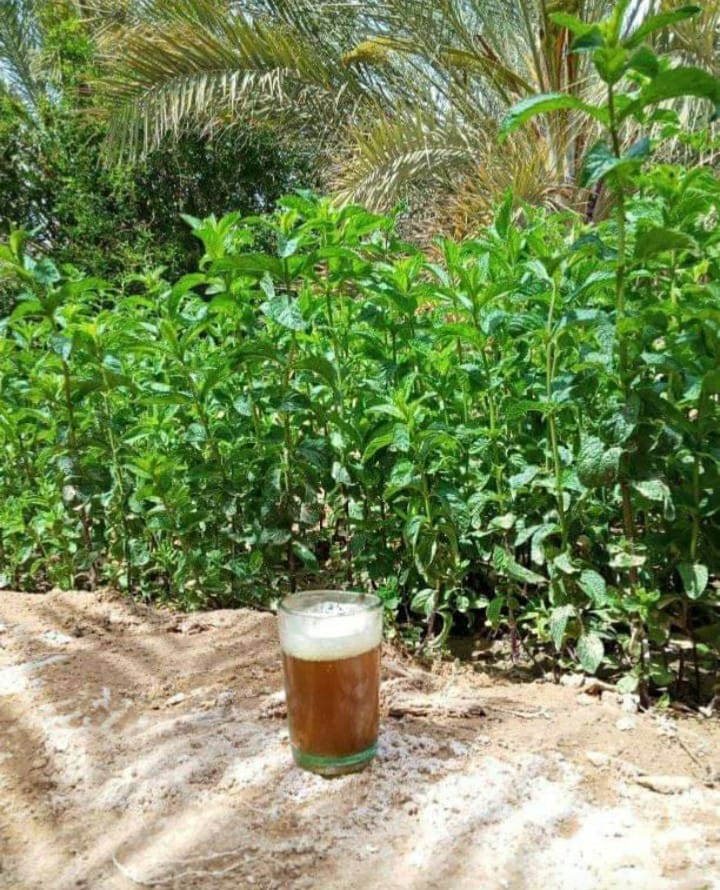 الشاي : المشروب رقم 01 عندنا هنا في صحراء الجزائر يتفوق على القهوة و يكون أجمل بإضافة نعناع محلّي 👇 من أرض الصحراء الطيّبة  
إذا صُبَّ في كأس الزجاج حسبته
مُذابُ عقيقٍ صُبَّ في كأسِ جوهرِ