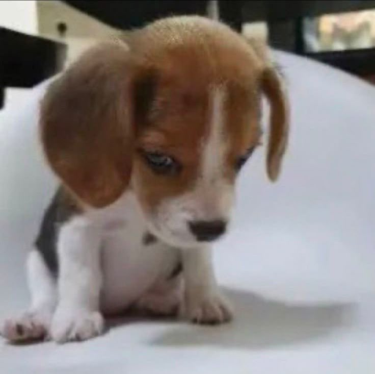 mattmunhozz's tweet image. queria namorar um bigodudo