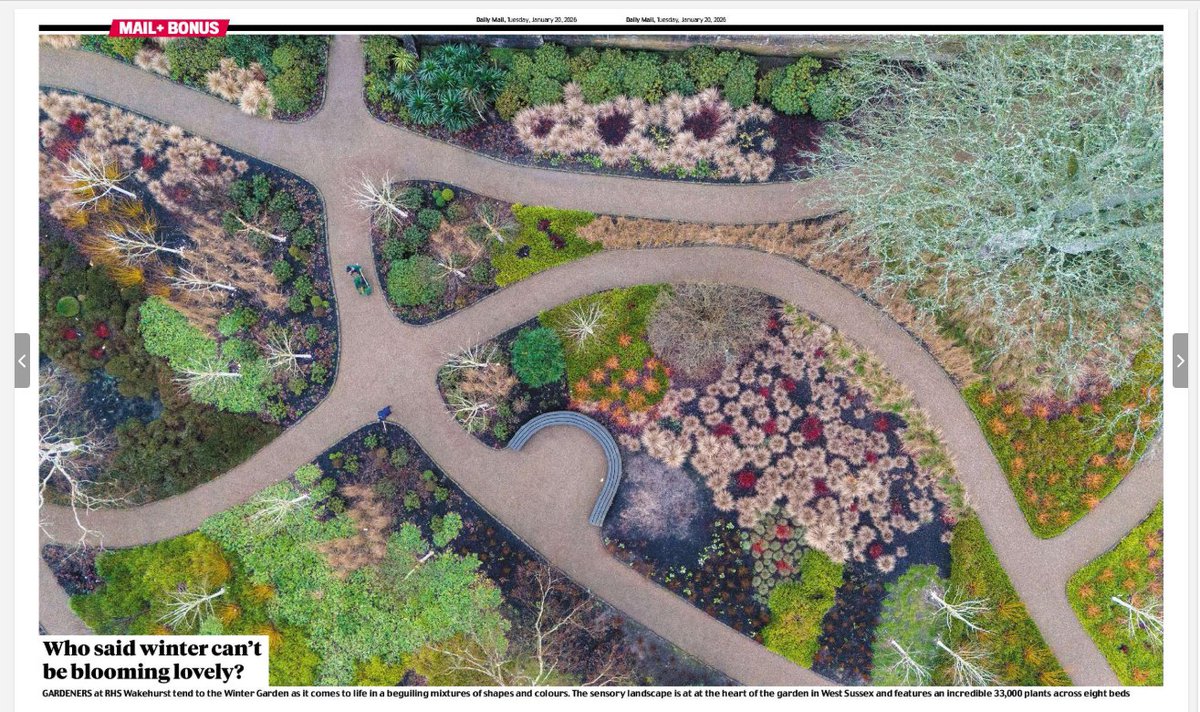 A pop of Winter Garden colours <a href="/wakehurst/">wakehurst</a> this week in the Mail and Times