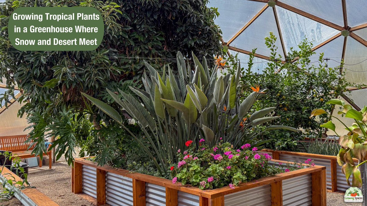 GrowingSpaces's tweet photo. Snow outside, tropics inside! 🌴❄️ 

Discover how one grower thrives, creating year-round abundance with tropical plants in a high desert greenhouse.

https://t.co/r1xer1jk2n

#GrowingSpaces #TropicalPlants #DesertGardening #Gardeninspiration https://t.co/PArzAKVv2z