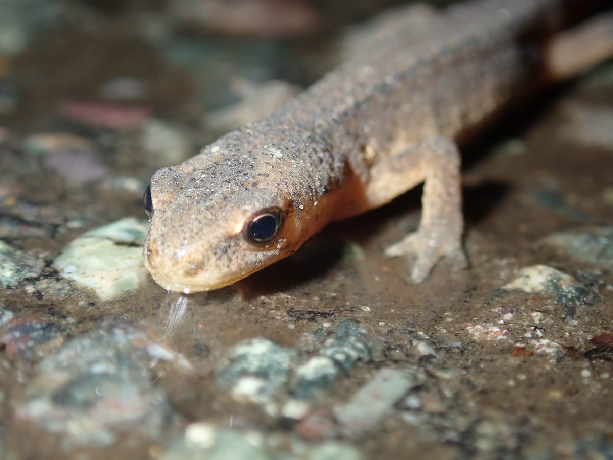 Norfolk Wildlife Trust tweet media