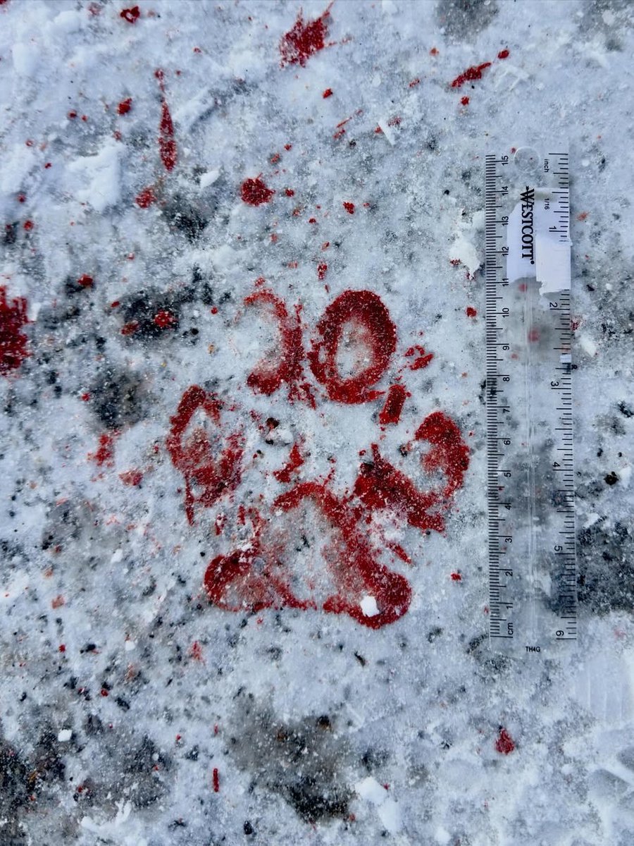 MeatEaterTV's tweet image. A wolf track, stamped in bison blood on the snow in Yellowstone. A clean reminder of how this place actually works.

📸: @brovsky
