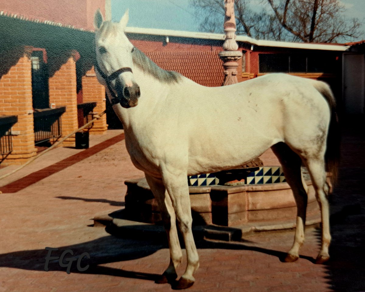 HORSERACING1002's tweet image. RA 🇦🇷 1982
(DANCING MOSS - RADIX BY FARIDOON)
#Ra