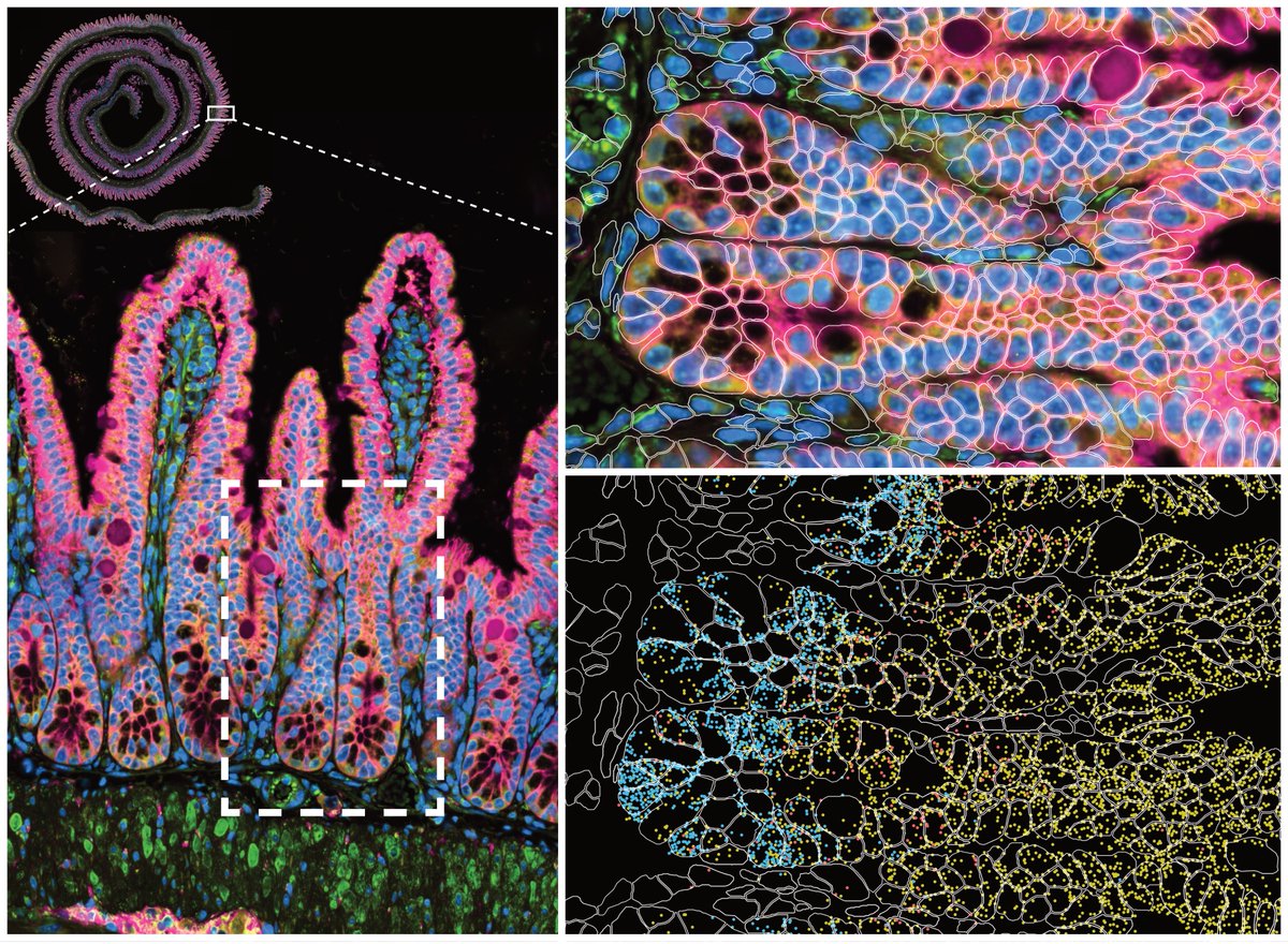 Allen Institute tweet media