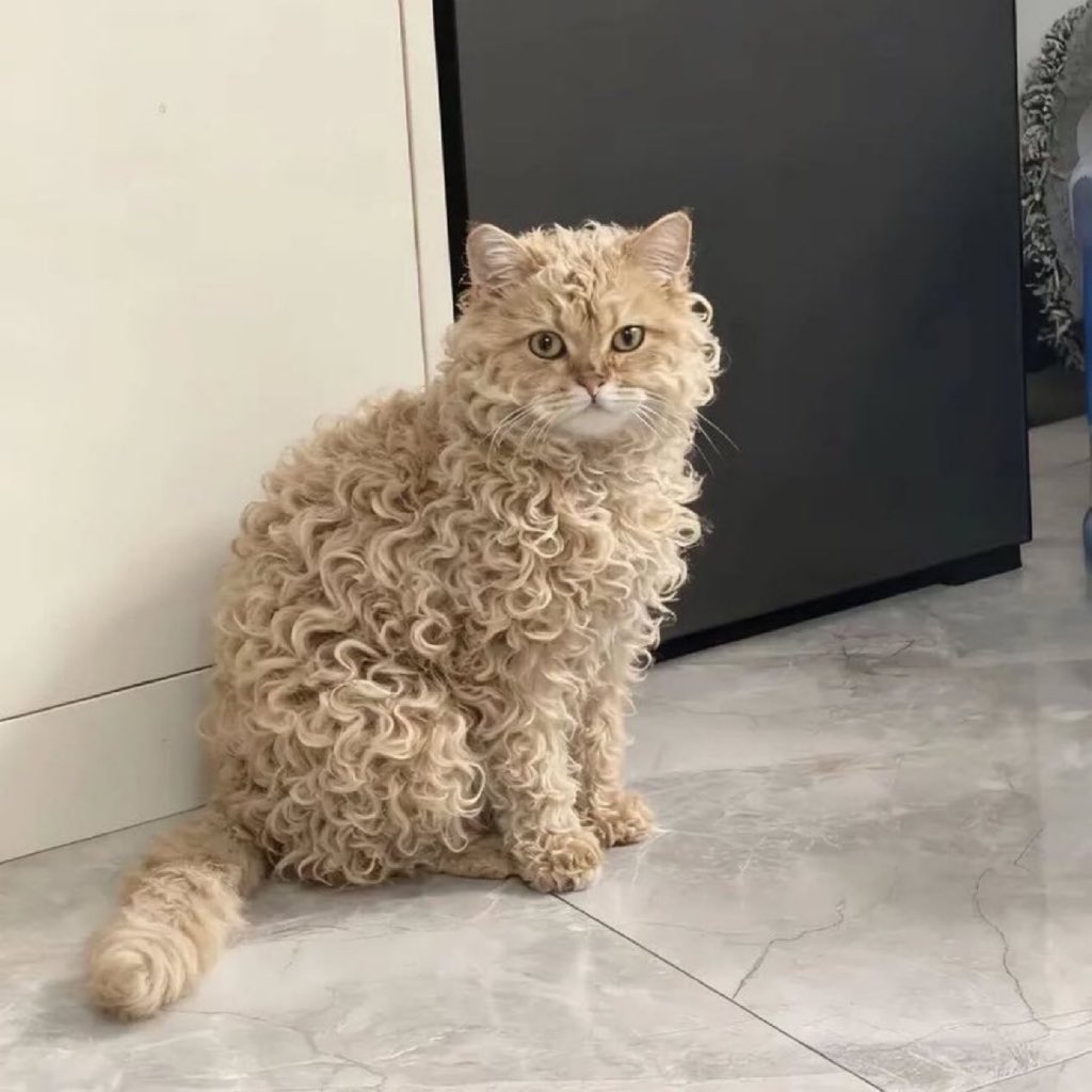 lady_valor_07's tweet image. What would you name this cat