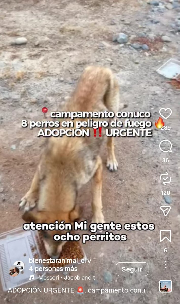🔴⚠️ Necesitamos urgente adopción para estos 8 perritos( muy desnutridos) que están en el Campamento Conuco, localidad de Rafael #Tome. Se reactivó incendio y deben salir d ahí. Para información, escribir en Instagram a <a href="/joseveterinaria/">jose eduardo</a>  Ayuda con RT 🙏🏻❤️#Biobio #IncendioForestal