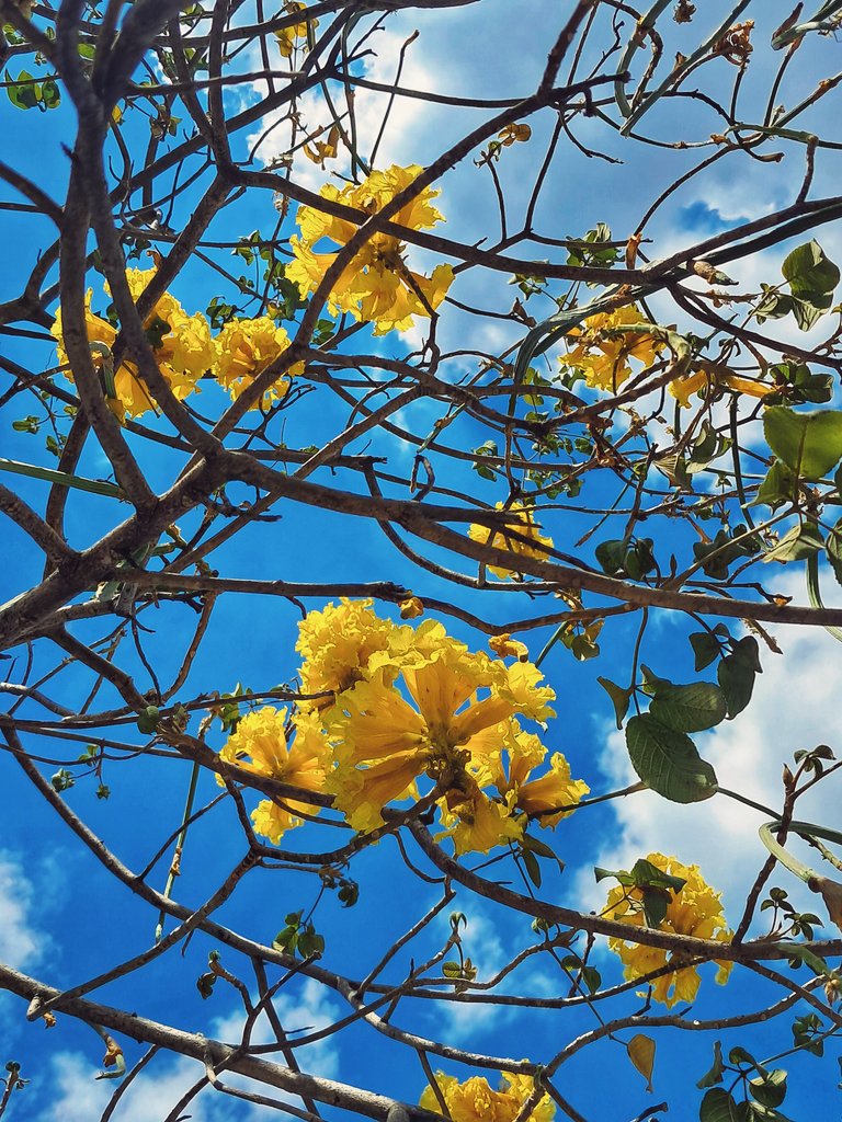 Se desnuda de sus hojas verdes para vestirse de amarillo.