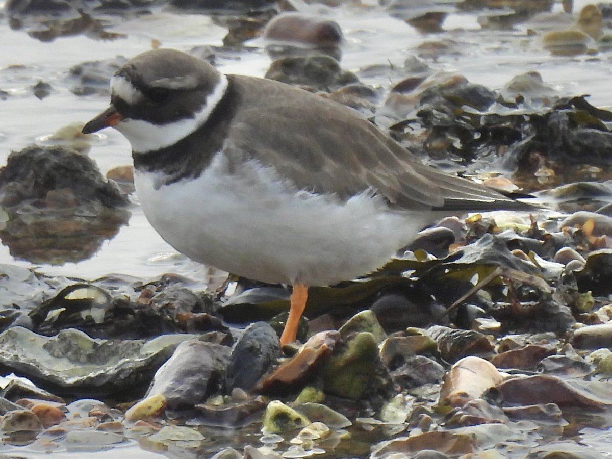 Palumbus_Pics's tweet photo. The second lifer I found here was this common ringed plover, just as cute as the sanderlings. #commonringedplover #birds #naturephotography https://t.co/hJb3Fr7iVB