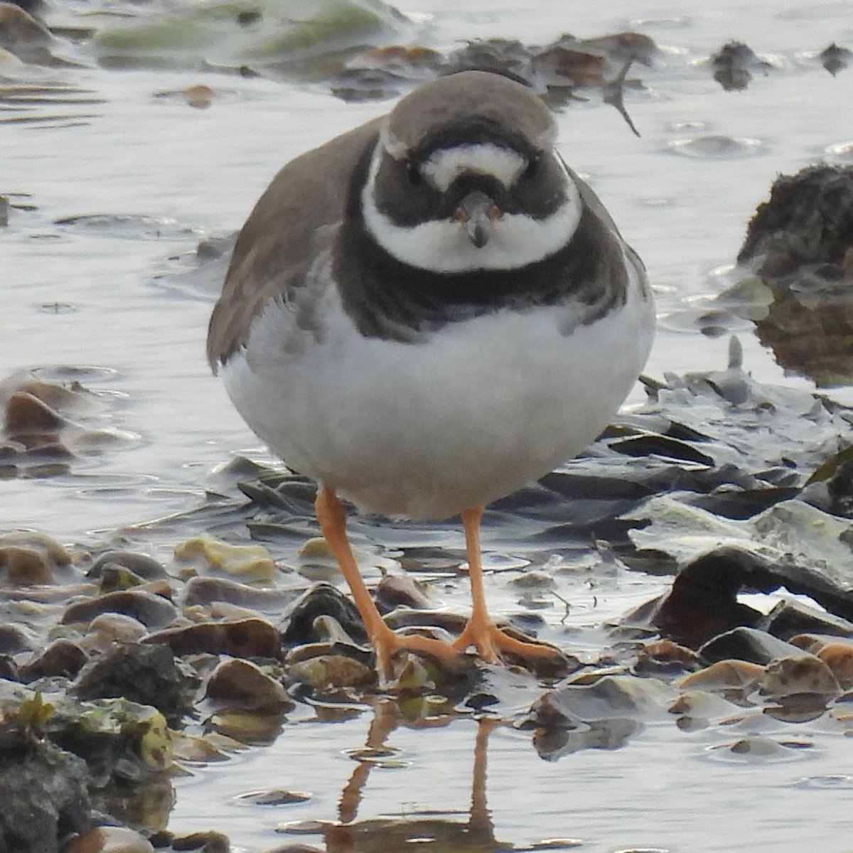 Palumbus_Pics's tweet photo. The second lifer I found here was this common ringed plover, just as cute as the sanderlings. #commonringedplover #birds #naturephotography https://t.co/hJb3Fr7iVB