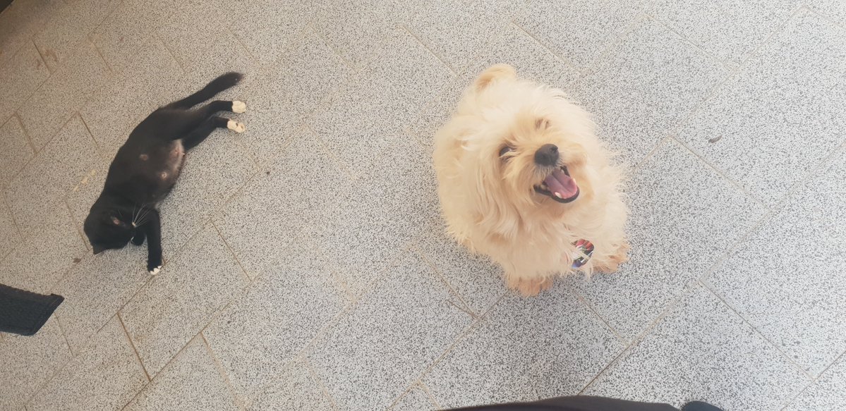 Cuia_dev's tweet image. Nada_pra_comer_nessa_casa.jpg