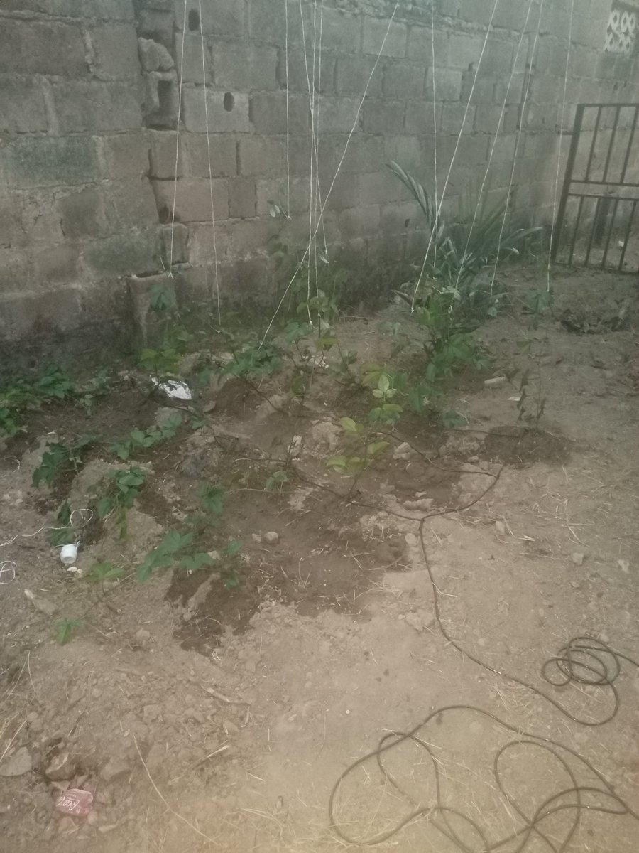 JolaosoAyo's tweet photo. Irrigating a non-mechanized field isn’t as easy as that YouTube clip makes it look 😄
You have to compensate for pressure differences at each dripper matter.
Yes, you can DIY it…
But the results won’t be the same ✍️
#Agriculture #Irrigation #FarmTalk #RealFarming https://t.co/ybQcqJMCoQ